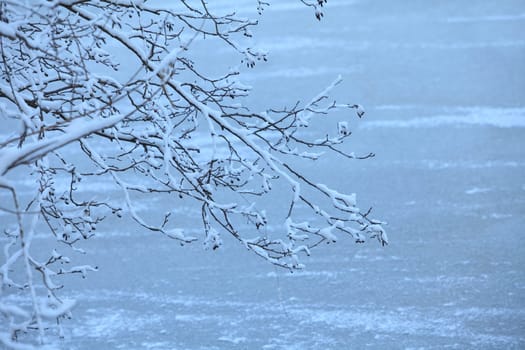 snow on tree branches winter landscape, Snowfall in nature