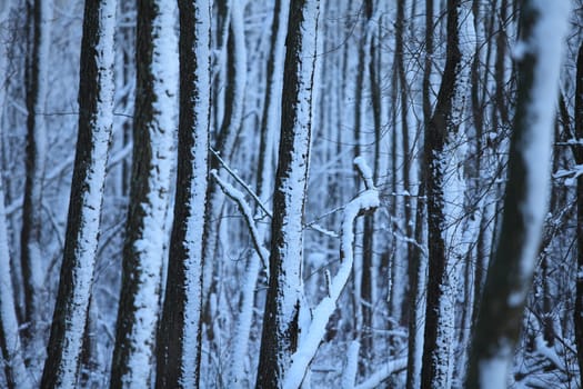 thick dark winter forest in snow