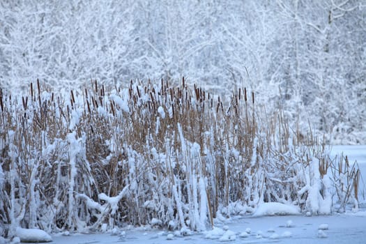 snow-covered lake, reeds in the snow in the foreground