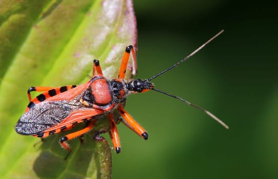 Macro Red Murder Bug Rhynocoris iracundus