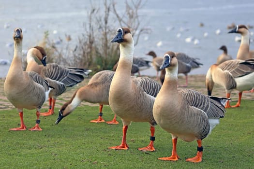 Swan geese Anser cygnoides on the Neckarwiese in Heidelberg