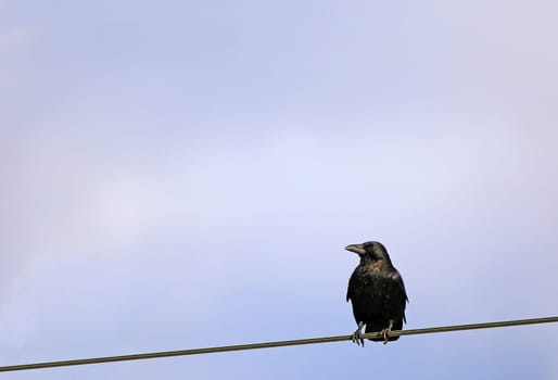 Crow Corvus corone corone