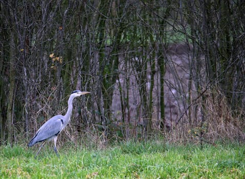 Grey Heron Ardea cinerea at the field edge