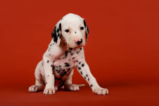 Dalmatian (Canis lupus familiaris),sedentary,puppy,6 weeks