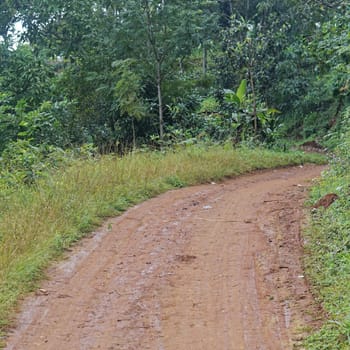 Dirt road thru jungle in east Africa