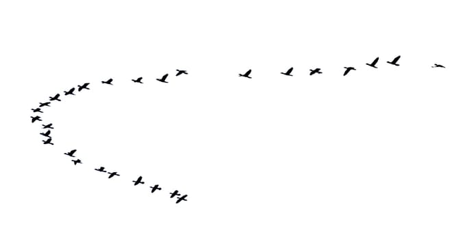 Flock of birds flying in a row, High view silhouette group of bird fly in a line beautiful nature of wildlife isolated on white background