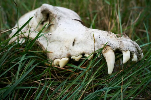 Remains of the skull of a wolf near the river Elbe near Magdeburg in Germany