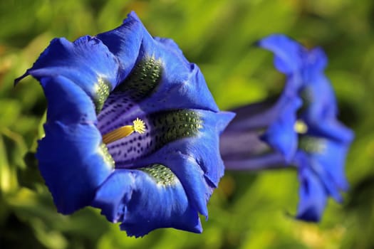 Blue gentian Gentiana acaulis as a flower macro