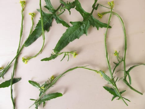 Freshly picked hedge mustard herbs
