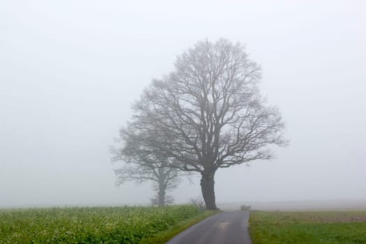 Foggy road and trees. Early morning landscape, Germany