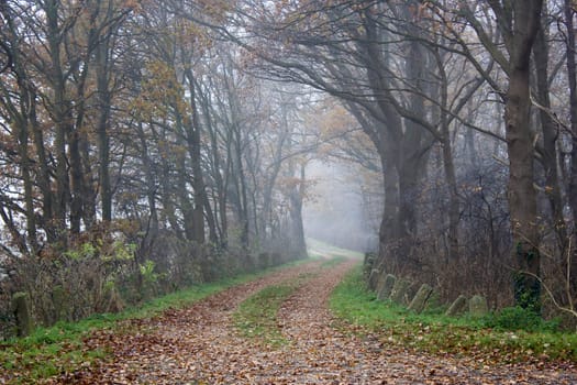 Foggy road and trees. Early morning landscape, Germany