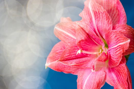 pink flowers Hippeastrum or Amaryllis with bokeh