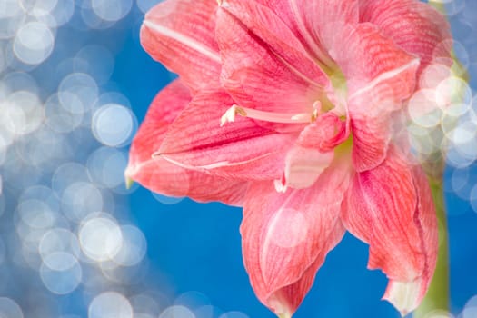 pink flowers Hippeastrum or Amaryllis with bokeh