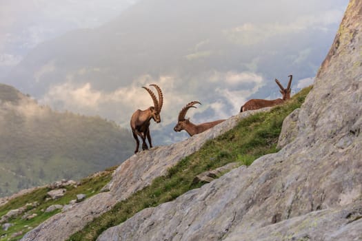 Alpine ibex (Capra ibex) in Mont Blanc, France