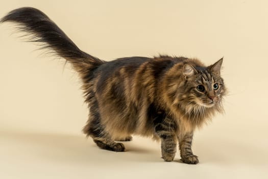 Norwegian Forest Cat (Felis silvestris catus),animal portrait,tomcat,standing,7 years,colour Black Tabby Classic