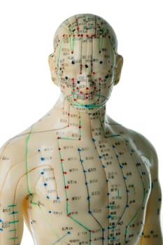 Acupuncture Model isolated on white background