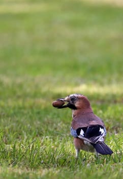 Telephoto jay Garrulus glandarius with acorn