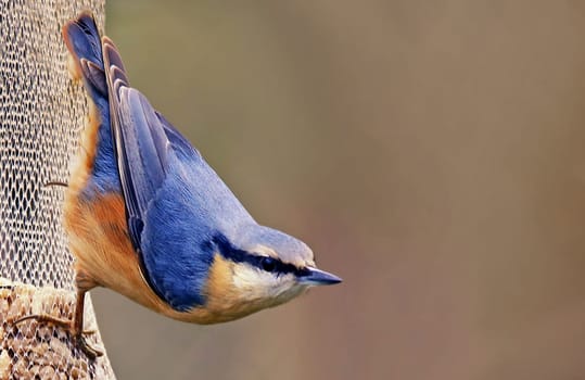 Pitta europaea nuthatch or woodpecker Sitta europaea at the feeding site