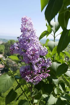 Walk around Forcalquier in the Alpes de Haute Provence, France