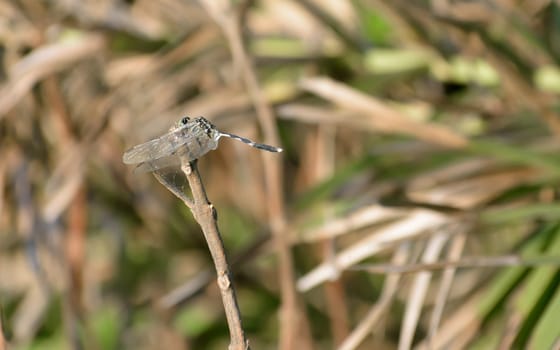 Dragonfly or Damselfly insect - Odonata infraorder Anisoptera of grasshopper family with multifaceted eyes, strong pairs, transparent patched wings. Wild Animal themes and behavior. Nature background.