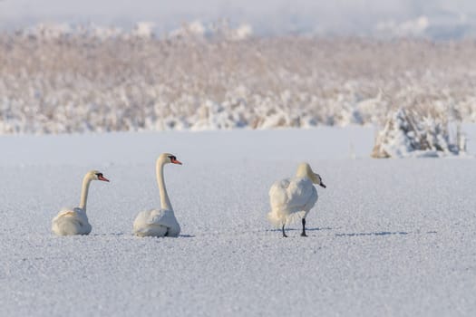 white swans in winter. Location: Comana Natural Park, Romania.