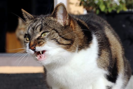 A small angry cat makes a funny face