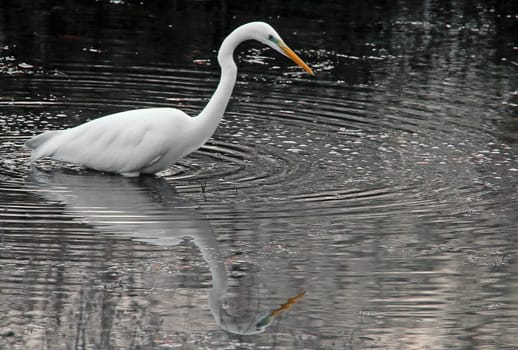 Great egret Ardea alba in the nature reserve Kohlplattenschlag near Neuthard