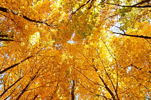 Picturesque bright yellow maple crown tops in autumn forest