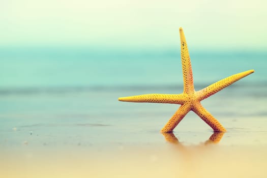 sea star in water on sandy beach.yellow starfish. copy space