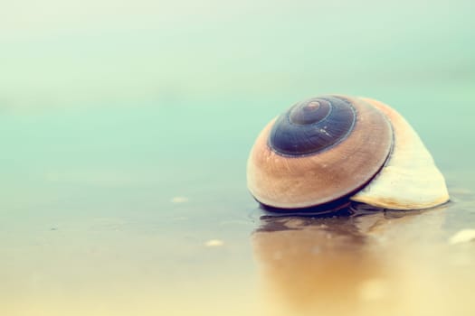 shell in water on sandy beach. copy space