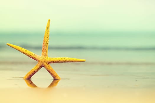 starfish in water on sandy beach.yellow sea star. copy space