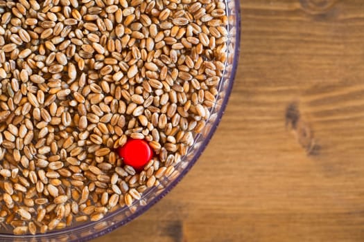 Wheat berries for sprouting in sprouting tray.