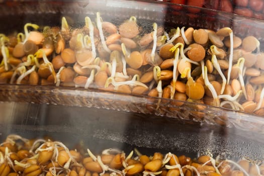 Lentil sprouts in sprouting tray