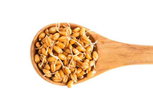 Sprouting whole wheat in a wooden spoon isolated