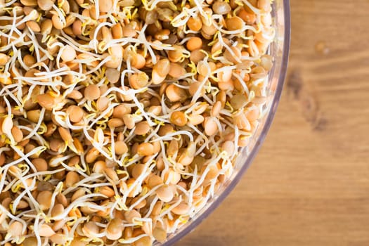 Lentil sprouts in sprouting tray from above.