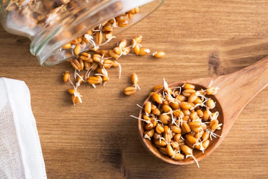 Whole wheat sprouts in wooden spoon and spilling from sprouting jar