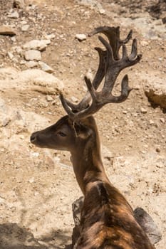 discovery of the fauna and flora of Pyrenes, France