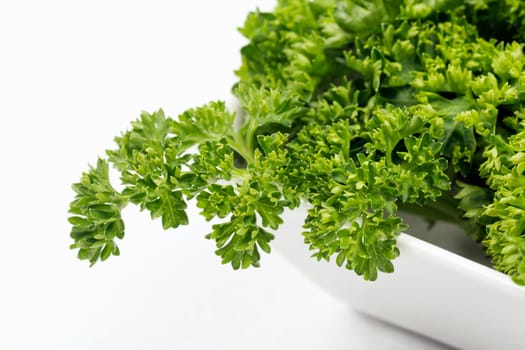 Fresh french parsley green herb in dish on white background.
