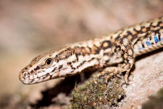 Close-up side view animal portrait of lizard reptile in nature.