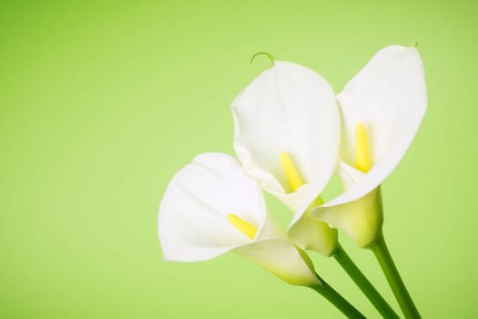 Three white calla lily flowers are on green background.