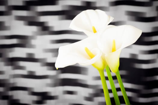 Three white calla lily flowers with yellow middle are on black and white background.