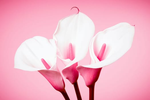 Three white calla lily or arum flowers are on pink background.