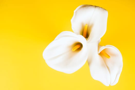 Three white calla lily arum flowers are on yellow background.