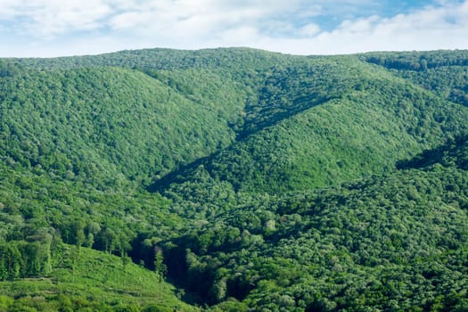 Landscape of beautiful green lush foliage, greenery or forest on hill.