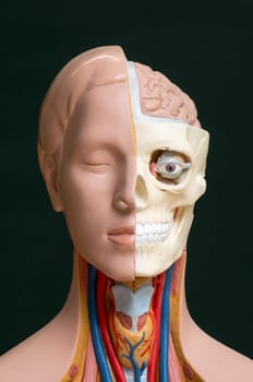 Human head anatomy model isolated on the dark background