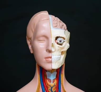 Human head anatomy model isolated on the dark background