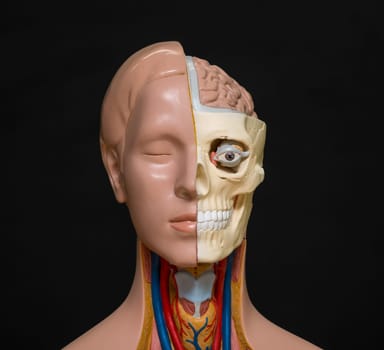 Human head anatomy model isolated on the dark background