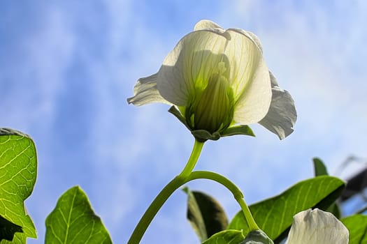 The semi-transluscent pea flower against the blue sky.
