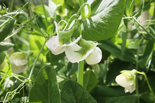 Various pea flowers growing in the garden.