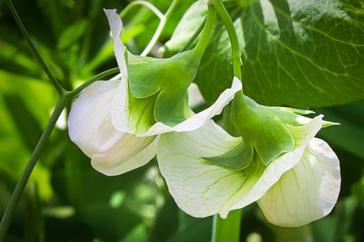 A background of two detailed pea flowers.